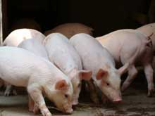 豬厭食一定要重視！