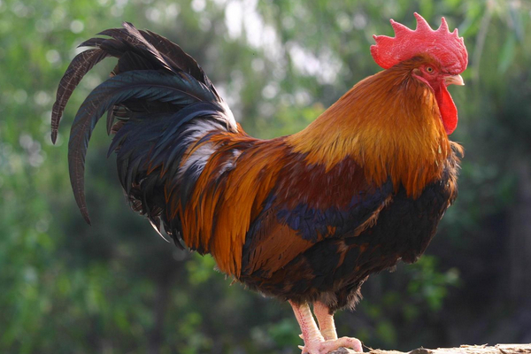 該怎么預(yù)防治療腸炎？戳進(jìn)來