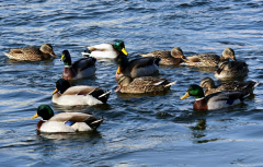 鴨子不停的擺頭，抖震、勾背的病因