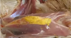 現(xiàn)在青年雞最嚴(yán)重的是什么？