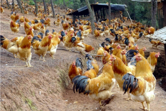 肉雞最頭疼的還是腺肌胃炎，到底該怎么解決？