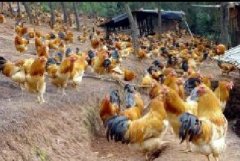 雞咳嗽、呼嚕、甩鼻怎么辦？