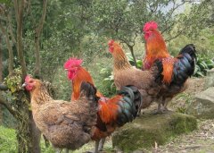 呼吸道看似小病，但是引起后期消瘦，采食下降