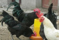 肉雞現(xiàn)在行情還算不錯(cuò)，可是這個(gè)腺肌胃炎出現(xiàn)