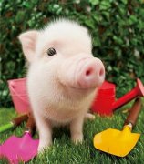 元旦、春節(jié)期間的生豬價(jià)格有望上漲么，能漲多