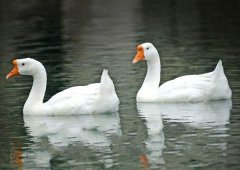 養(yǎng)鵝禁忌有哪些？看看你中了幾條！