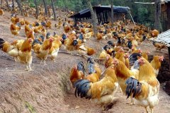 養(yǎng)雞過程中不能做的八件事，養(yǎng)殖戶要記牢！(技