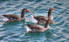 鴨子腿軟癱瘓一批鴨子出現(xiàn)兩三次這種情況！怎