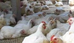 現(xiàn)在這個(gè)季節(jié)肉雞無法掙到錢？腺肌胃炎越來越