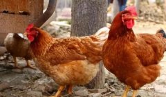 養(yǎng)雞過程中不能做的八件事，養(yǎng)殖戶要記牢！(技