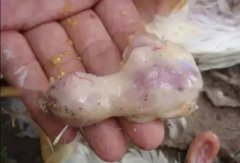 肉雞最頭疼的還是腺肌胃炎，到底該怎么解決？