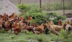 養(yǎng)雞冬天你不注重呼吸道疾病？那可就功虧一簣