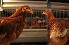 養(yǎng)雞掌握避免溫差出現(xiàn)，雞群遠(yuǎn)離呼吸道疾病