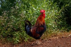 雞腺胃炎跟腸道混感?。夹g(shù)指導(dǎo)）