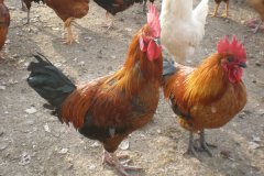 蛋雞怎么才能多下蛋？注意好這幾點(diǎn)就行了！