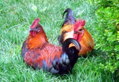 酷熱夏季應該如何應對雞中暑！