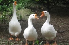 鵝漿膜炎爆發(fā)傷亡非?？?！病毒性，細(xì)菌性。