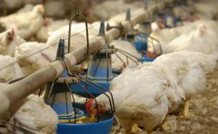 肉雞每天吃料都不跟天，一直找不到原因！知道