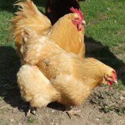 養(yǎng)雞過程中不能做的八件事，養(yǎng)殖戶要記牢！(技