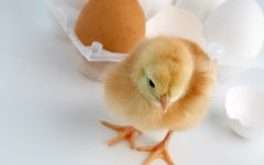 肉雞科學(xué)用藥指導(dǎo)?。夹g(shù)）