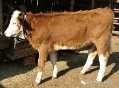 肥牛養(yǎng)殖過程中存在的問題，應(yīng)該如何進(jìn)行解決