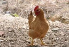 大腸桿菌能引發(fā)哪些疾??？（保存收藏）