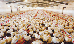 肉雞壞死性腸炎飼料報(bào)酬低，整齊度差嚴(yán)重影響