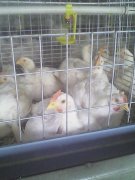 肉雞腺肌胃炎高發(fā)，養(yǎng)雞人認(rèn)真看完這篇文章，