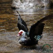 為什么養(yǎng)殖番鴨別人賺錢你卻折本？問題就出在