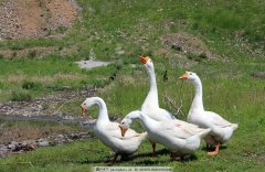 這個階段鵝最怕呼吸道，如果稍不注意，損失就