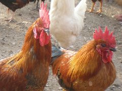 聽(tīng)說(shuō)現(xiàn)在球蟲(chóng)發(fā)病率極高！傷亡也會(huì)出現(xiàn)！