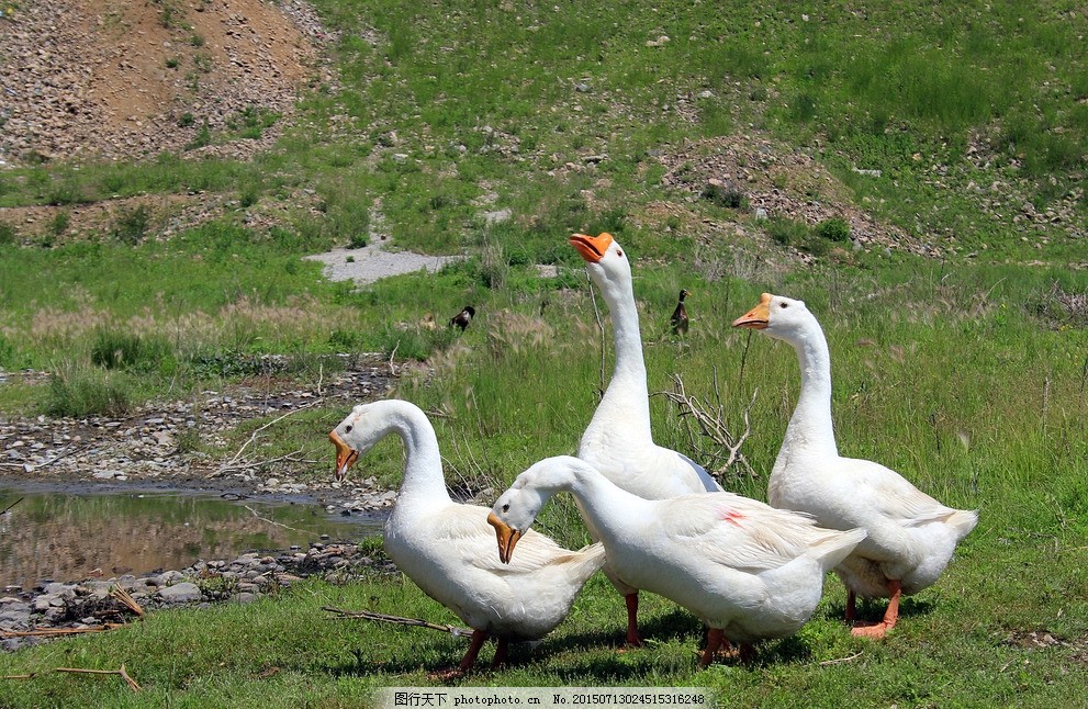 雛鵝為什么會互相啄毛？怎么解決？