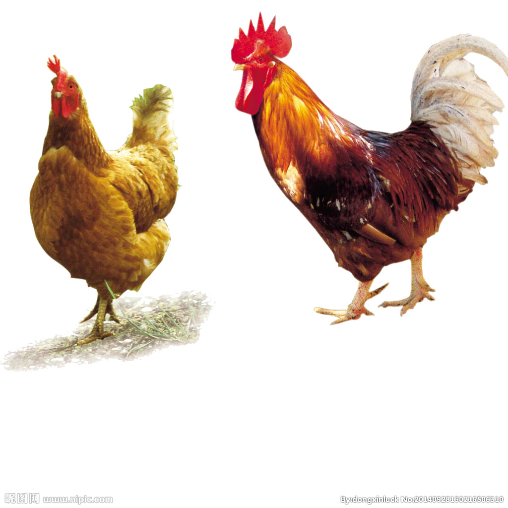  提高肉鴨養(yǎng)殖效益！這八個飼養(yǎng)管理要注意了！（技術(shù)） 